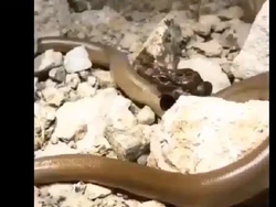 Katak yang Santuy Tunggangi Ular