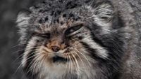 Foto: Kucing Berwajah Nyebelin Sedunia