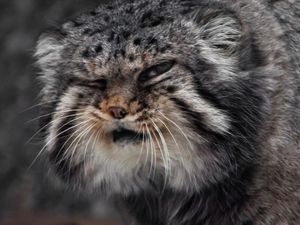 Foto: Kucing Berwajah Nyebelin Sedunia