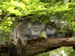Video Momen Menggemaskan Kawanan Kucing Pallas Melintas di Jalan Raya