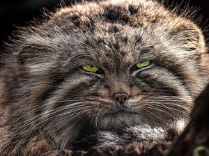 Potret Kucing Pallas Manul, Si Gembul Bermuka Galak