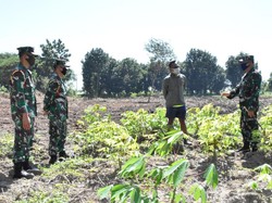 Antisipasi Rawan Pangan di Masa COVID-19, Ini yang Dilakukan Prajurit Marinir