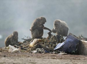 Miris! Monyet-monyet di India Mengais Makanan dari Sampah
