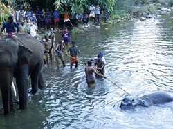 Kasus Gajah Mati dan 10 Fakta Tentang Gajah