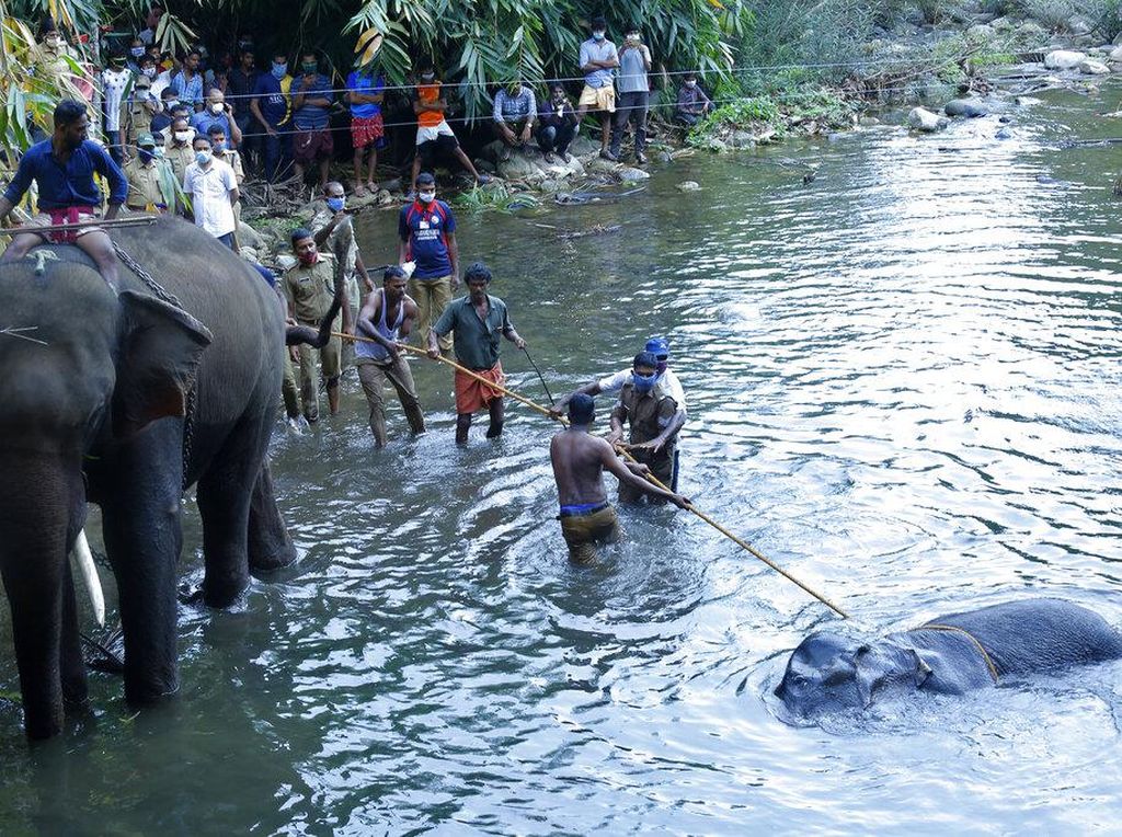 Kasus Gajah Mati dan 10 Fakta Tentang Gajah Kasus Gajah Mati dan 10 Fakta Tentang Gajah