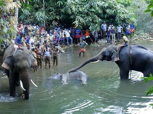Polisi Tangkap Pria Pembuat Bom Umpan yang Tewaskan Gajah Hamil Polisi Tangkap Pria Pembuat Bom Umpan yang Tewaskan Gajah Hamil