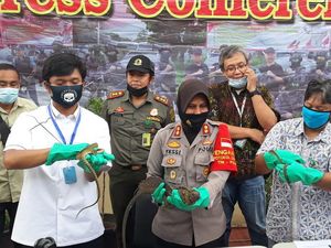 Polres Bandara Soetta Sita 153 Ekor Reptil Selundupan dari Ambon