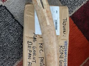 Jual-Beli Pipa Rokok Bahan Gading Gajah, Pria di Garut Diamankan KLHK Jual-Beli Pipa Rokok Bahan Gading Gajah, Pria di Garut Diamankan KLHK