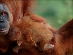 Begini Cara Selamatkan Orangutan Pakai Machine Learning