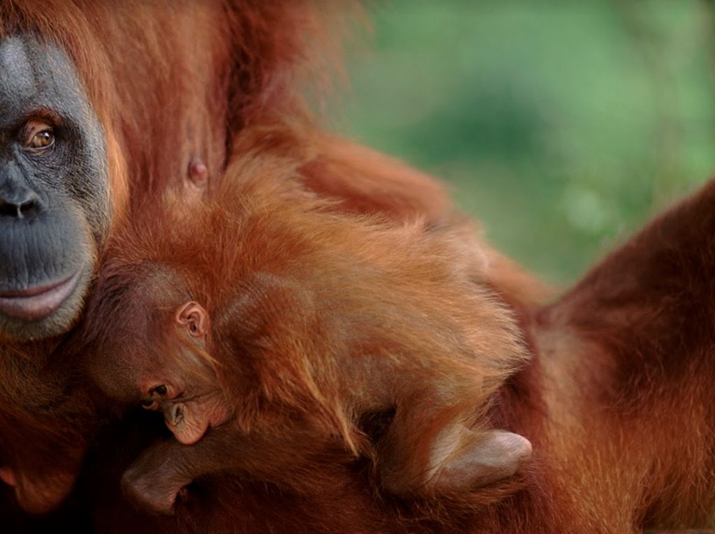 Begini Cara Selamatkan Orangutan Pakai Machine Learning Begini Cara Selamatkan Orangutan Pakai Machine Learning