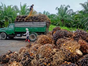 Beras Ketan dan Kopi Pernah Dibarter dengan Pesawat Tempur