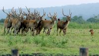 Dampak Pandemi Corona di Taman Nasional Baluran