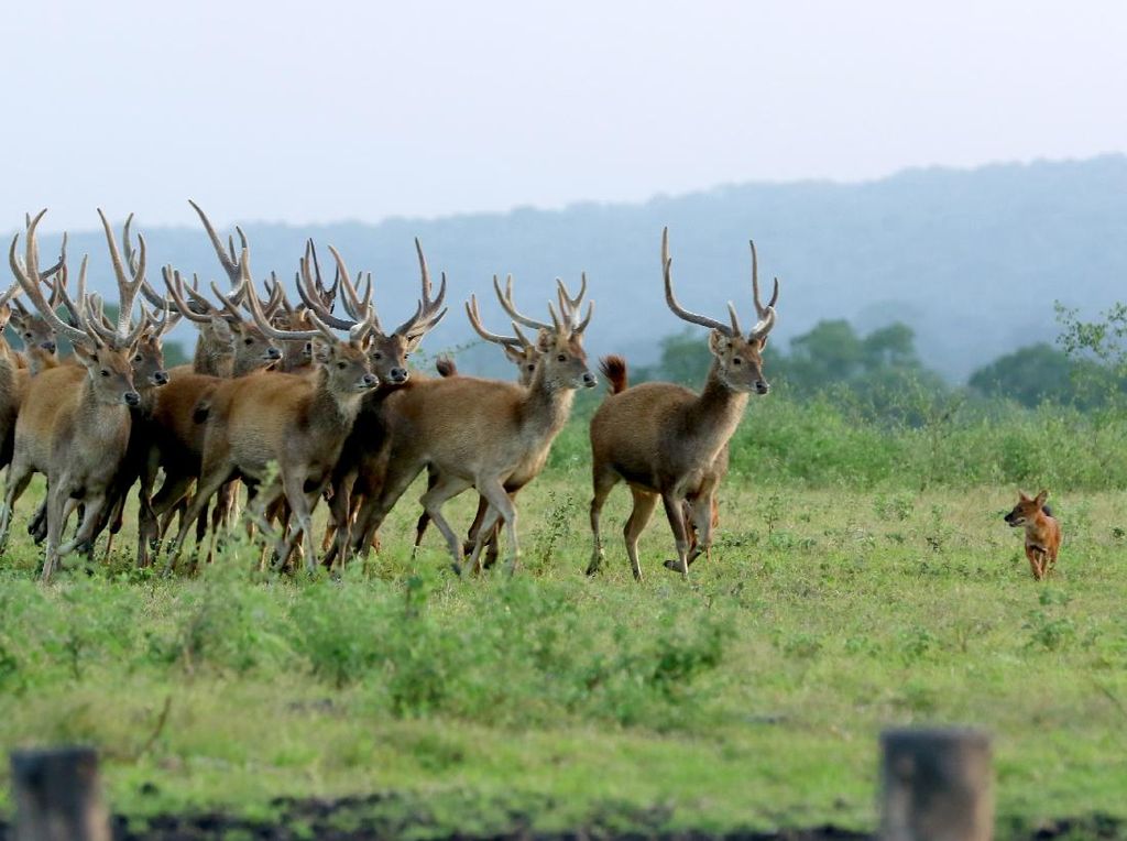 Dampak Pandemi Corona di Taman Nasional Baluran Dampak Pandemi Corona di Taman Nasional Baluran