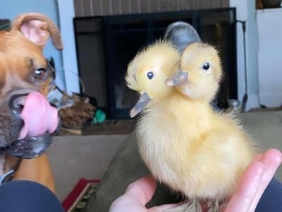 Kumpulan Foto Lucu yang Lihatnya Harus Berkali-kali