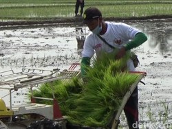 Genjot Masa Tanam Padi untuk Hadapi Corona-Kemarau Panjang