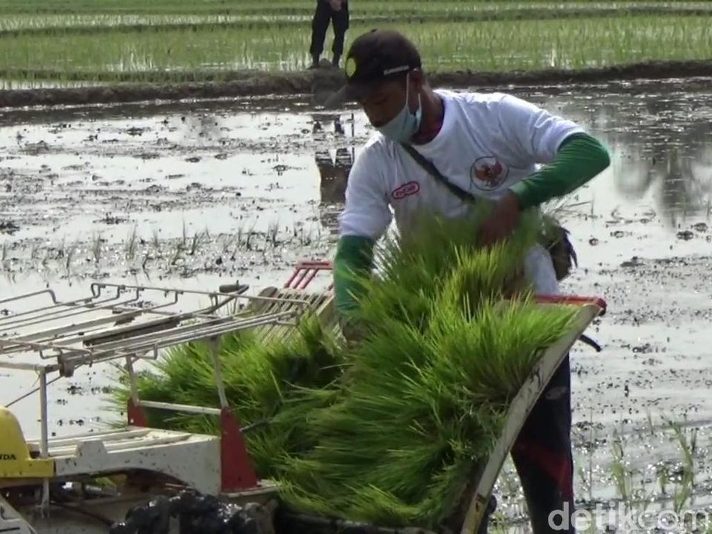 Genjot Masa Tanam Padi untuk Hadapi Corona-Kemarau Panjang Genjot Masa Tanam Padi untuk Hadapi Corona-Kemarau Panjang