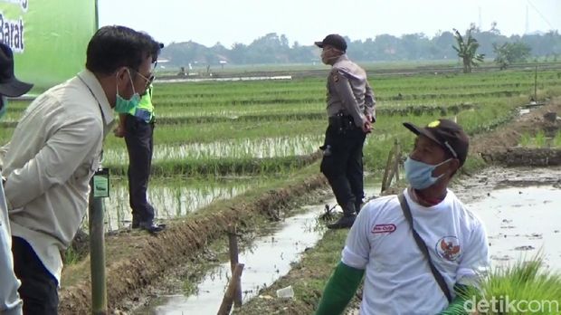 Petani di Subang