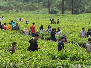 Duh, Puncak Rame Banget!