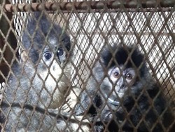 Jual Surili-Lutung Jawa Via Medsos, 2 Warga Jabar Ditangkap