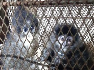 Jual Surili-Lutung Jawa Via Medsos, 2 Warga Jabar Ditangkap Jual Surili-Lutung Jawa Via Medsos, 2 Warga Jabar Ditangkap