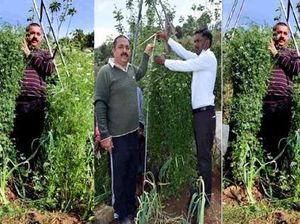 Petani Ini Pecahkan Rekor  Tanam Pohon Ketumbar Tertinggi di Dunia Petani Ini Pecahkan Rekor  Tanam Pohon Ketumbar Tertinggi di Dunia
