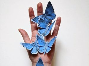 Saya Mau Beli Kupu-kupu yang Diawetkan, Apakah Tidak Melanggar Hukum?