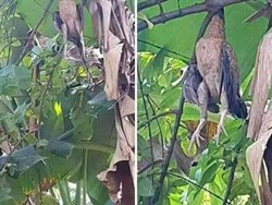 Temukan Ayam Bundir Netizen Tanya Hukumnya Makan Ayam Mati