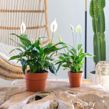 Peace Lily