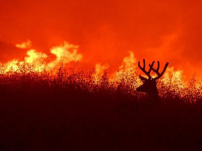 Potret Kebakaran Hutan di California