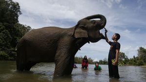 Wisata Konservasi di Aceh Dibuka Lagi Saat New Normal