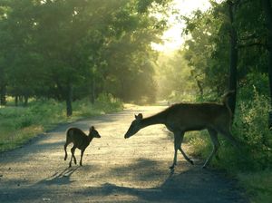 Geger Rusa Lepas Berkeliaran di Jalanan Sleman, Bikin Kaget Pengendara