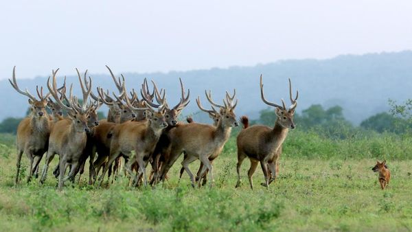 Tak Ada Wisatawan, Satwa di Baluran Santuy Jalan-Jalan