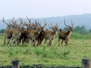 Tak Ada Wisatawan, Satwa di Baluran Santuy Jalan-Jalan