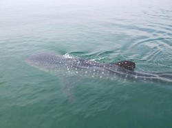 Kawanan Hiu Tutul Bermunculan di Pasuruan-Sidoarjo Kawanan Hiu Tutul Bermunculan di Pasuruan-Sidoarjo