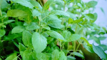 Manfaat Kesehatan dari Daun Kemangi yang Sering Dijadikan Lalapan Manfaat Kesehatan dari Daun Kemangi yang Sering Dijadikan Lalapan