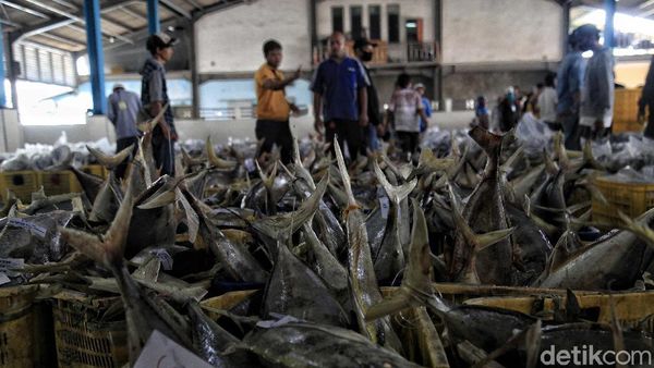 Tempat Pelelangan Ikan Muara Angke Kembali Bergeliat