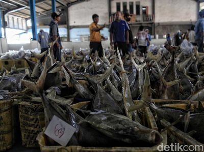 Tempat Pelelangan Ikan Muara Angke Kembali Bergeliat