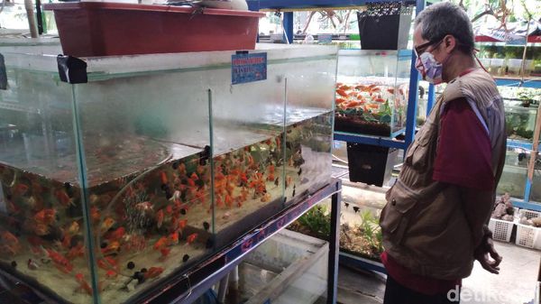 Melihat Bisnis Ikan Hias di Tengah Pandemi Corona