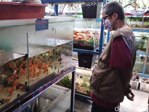 Melihat Bisnis Ikan Hias di Tengah Pandemi Corona