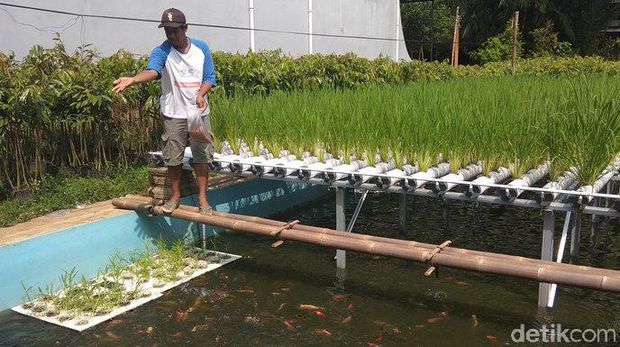 Muh Khoirul Soleh yang menaman padi dengan hidroganik di atas kolam ikan miliknya di Magelang, Senin (8/6/2020).