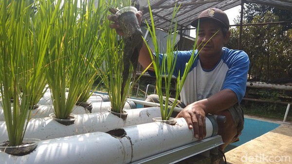 Muh Khoirul Soleh yang menaman padi dengan hidroganik di atas kolam ikan miliknya di Magelang, Senin (8/6/2020).