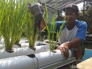 Bisa Dicontoh, Menanam Padi Tanpa Harus di Sawah dengan Metode Hidroganik Bisa Dicontoh, Menanam Padi Tanpa Harus di Sawah dengan Metode Hidroganik