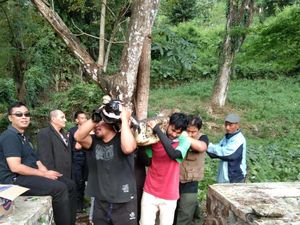 Petugas BKSDA Evakuasi 2 Ekor Buaya Muara di Garut