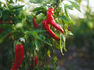 Tips Simpan Cabai Segar Agar Tahan Lama dari Netizen TikTok