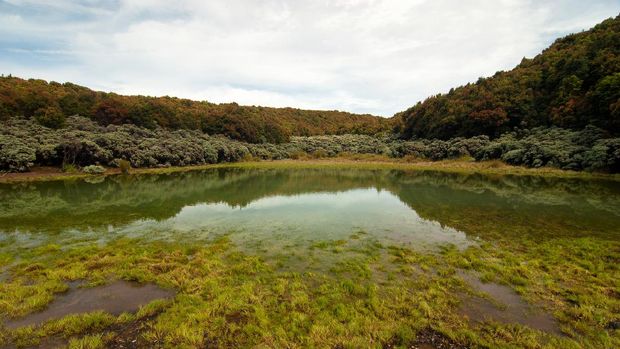 One of the largest Edelweis fields in Indonesia at the top of Mount Papandayan