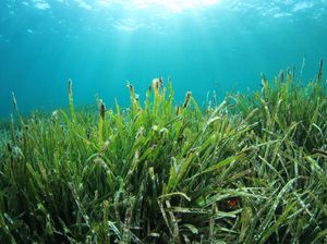 Kocak! Turis Mabuk Kirim SMS Konyol soal Kehidupan Laut