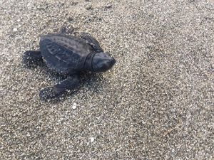 Masih Marak Perburuan Penyu, Kelompok Pemuda di Polman Patroli Malam