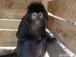 Lutung Jawa Nyasar ke Permukiman Pekalongan Kondisinya Kurus-Terluka