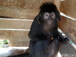 Momen Dramatis Warga Evakuasi Lutung Jawa Pakai Karung di Sukabumi