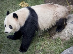 Panda Kabur dari Kandangnya di Kebun Binatang Denmark, Bosan Dikarantina?